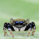 Illustration for article titled Staring at these spiders straight in the eyes is sucking my soul away